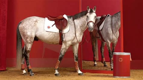 hermes equitazione|hermes horses for sale.